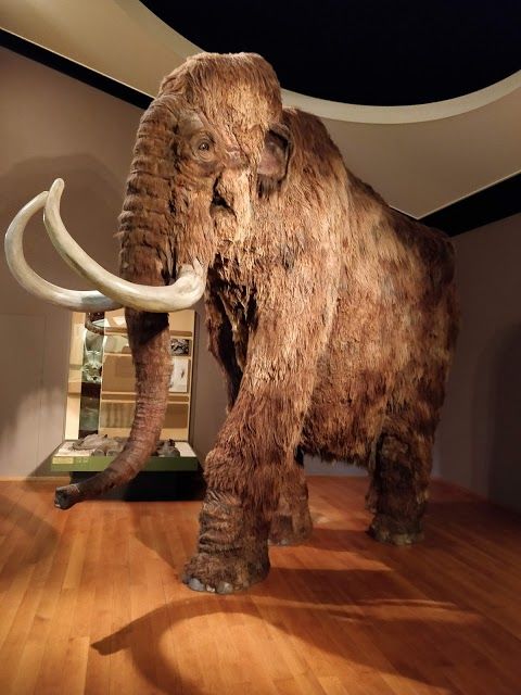 Naturhistorisches Museum Basel